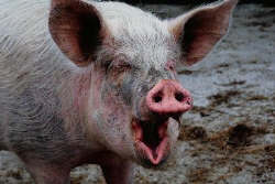 piggboyrushlimbaugh