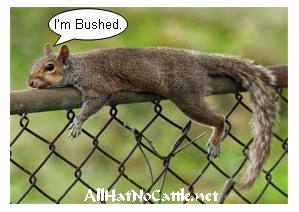 imbushed