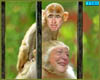 monkeyandmom