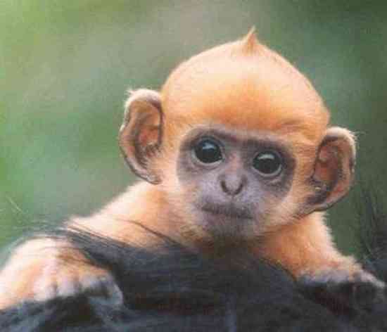 redhead monkey