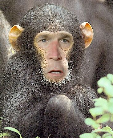 Chimp Bush