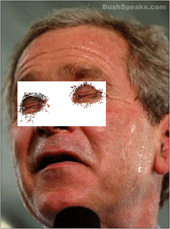 bush-blinks