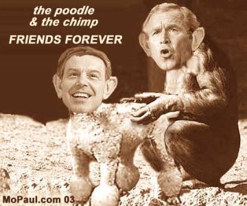 poodle-chimp-sm