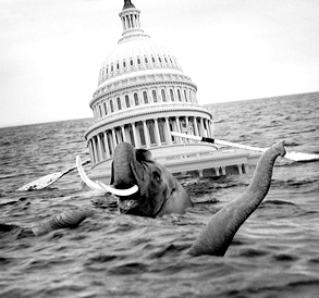 elephants-afloat